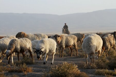 In xinjiang the flock transitions photo