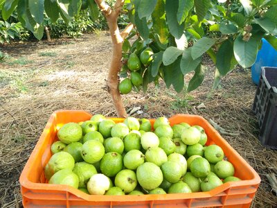 Guava farming guava storage guava packaging photo