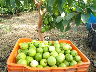 Guava farming guava storage guava packaging