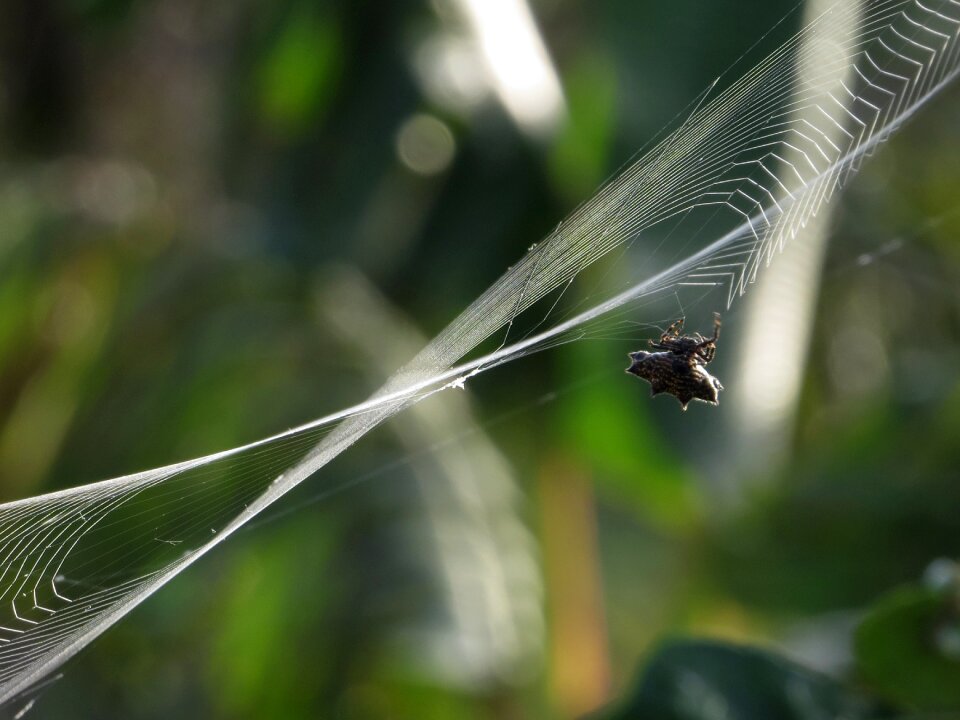Weaving macro armenia