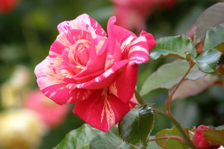 Red yellow scented rose floribunda photo