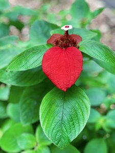 Plant color red