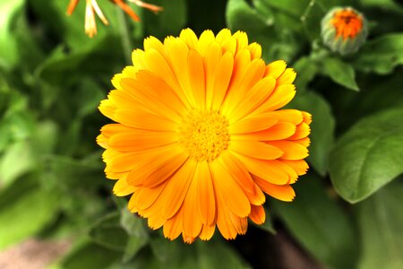 Blossomed orange calendula photo