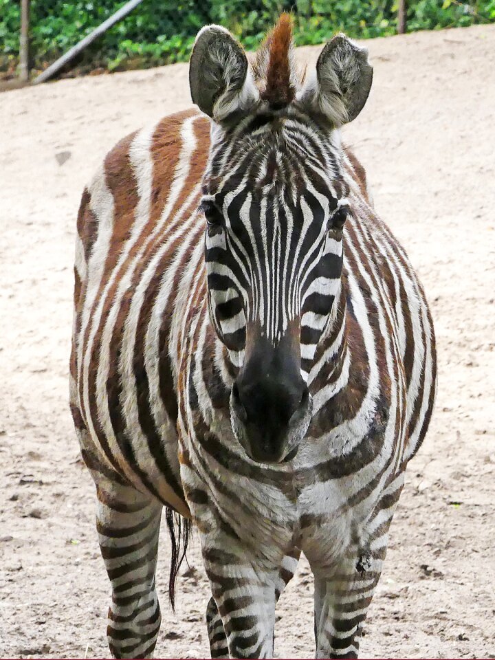 Zoo black and white nature