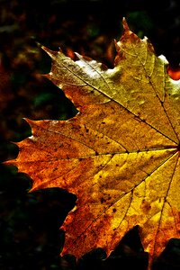 Maple maple leaf leaf coloring photo