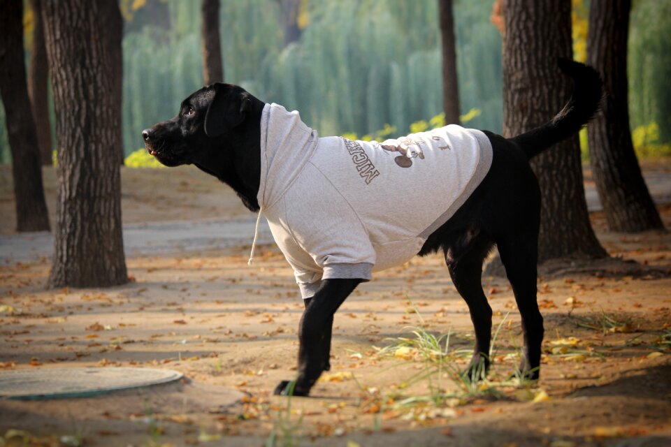 Hoodie yuan dynasty ruins park labrador
