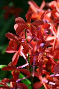 Flower orchid nature