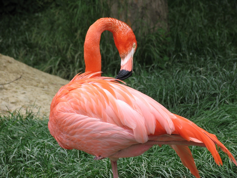 Zoo tiergarten meadow
