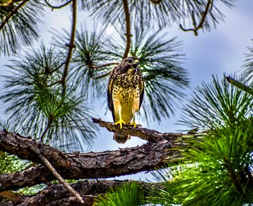 Hawk wildlife