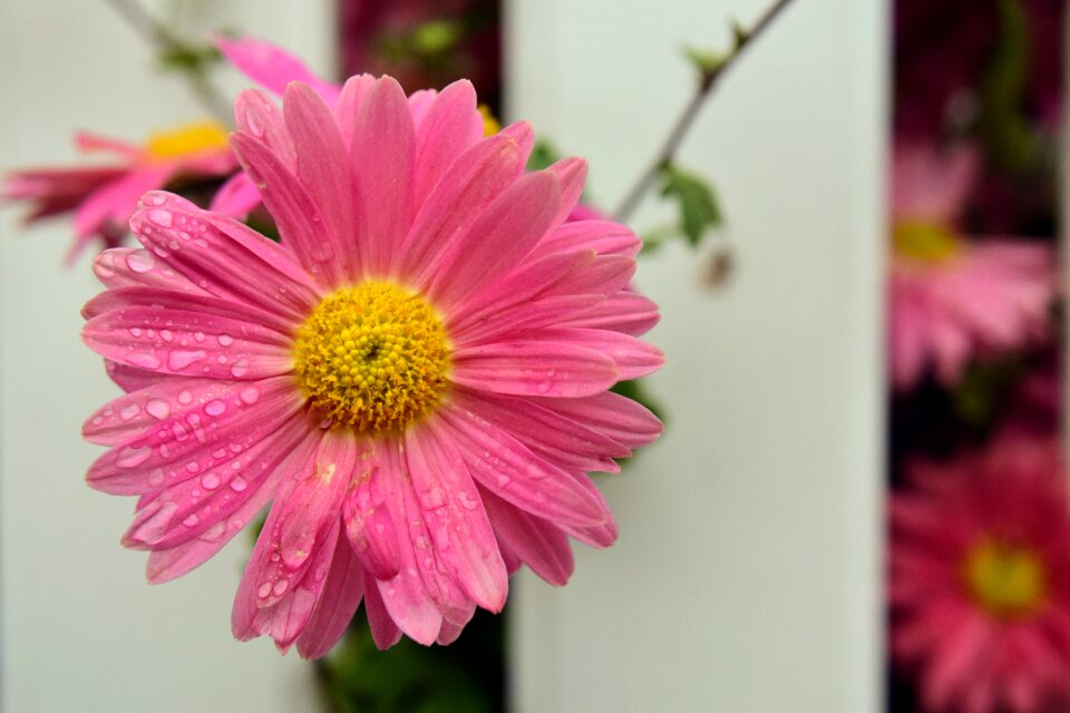 Bloom pink pink flower