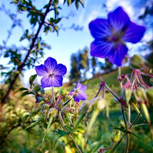 Purple plant flowers photo