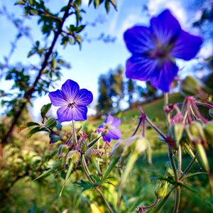 Purple plant flowers