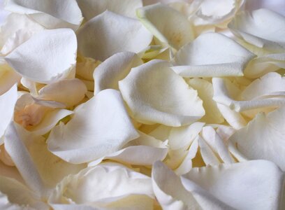 Rose white rose white