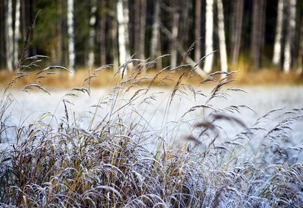 Swamp atmosphere landscape photo photo