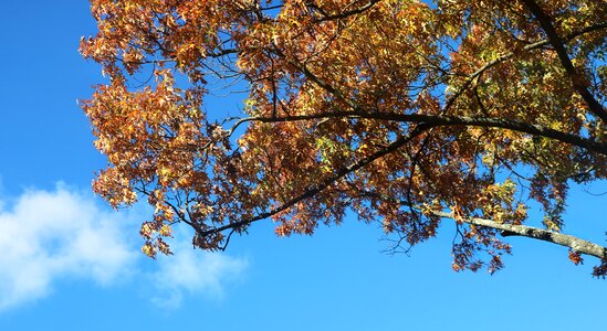 Nature sky orange