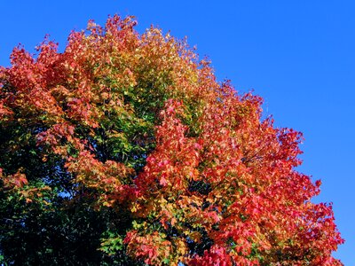 Fall color mood leaves