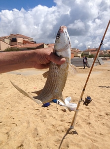 Beach summer fish