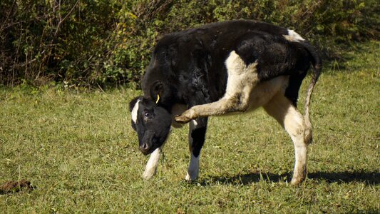 Pasture green grass