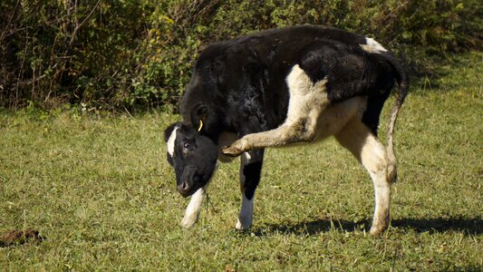 Pasture green grass photo