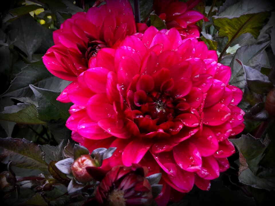 Flower garden close up wet