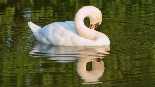 Water water bird bird photo