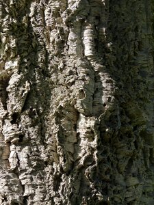 Tree trunk bark trees