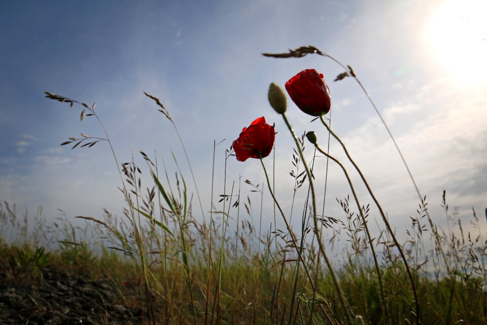 Poppy backlighting grasses photo