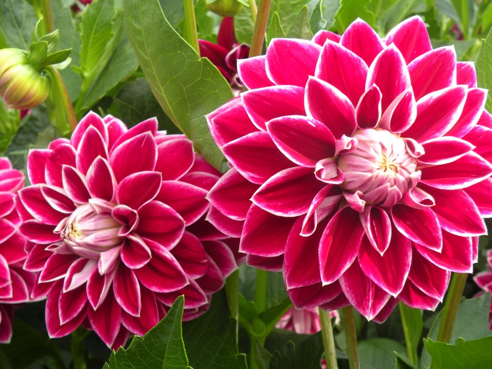Flowers pink