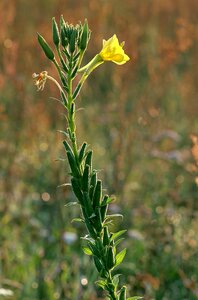 Yellow tall autumn photo