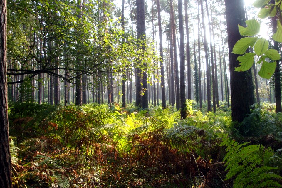 Morgenstimmung nature light beam
