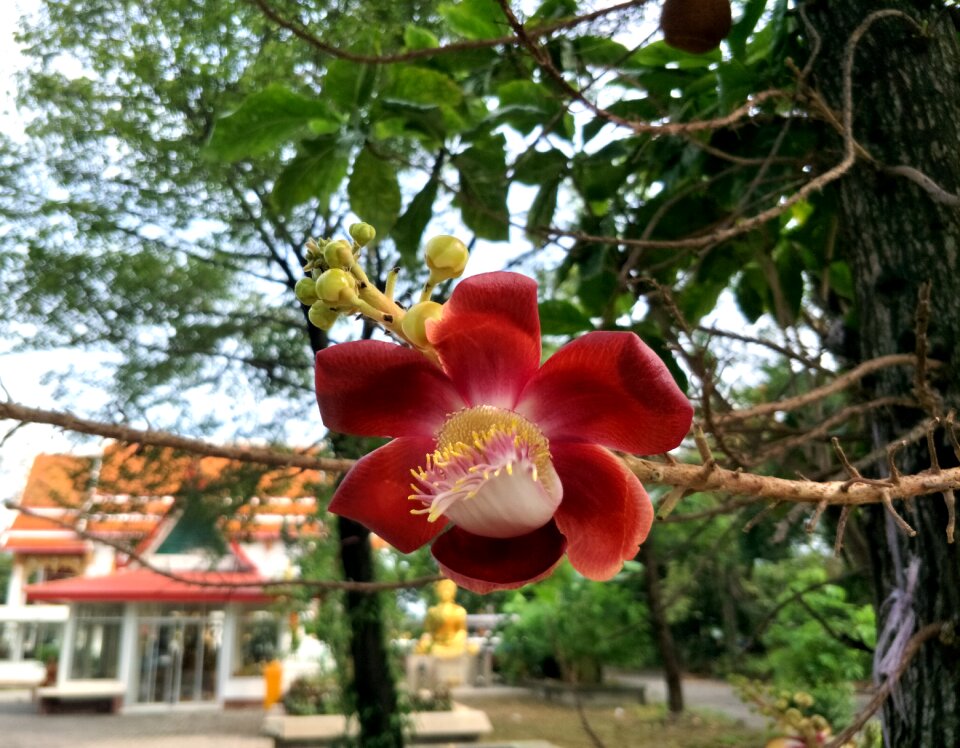 Flowers measure nature
