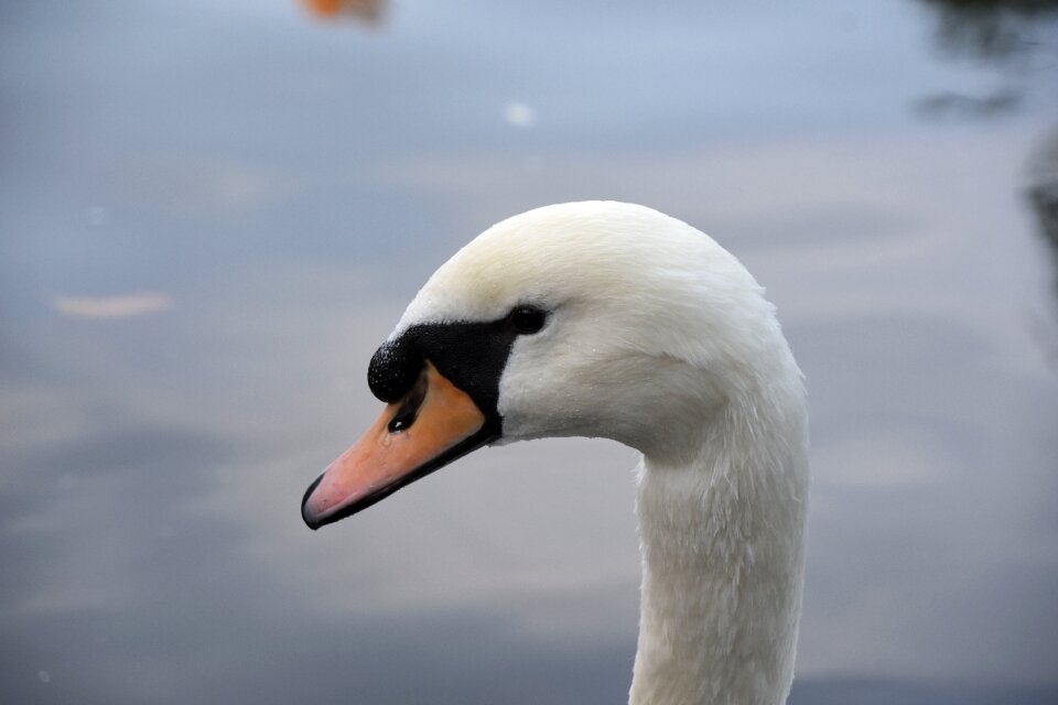 Waterfowl head close-up