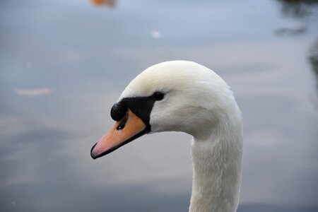 Waterfowl head close-up