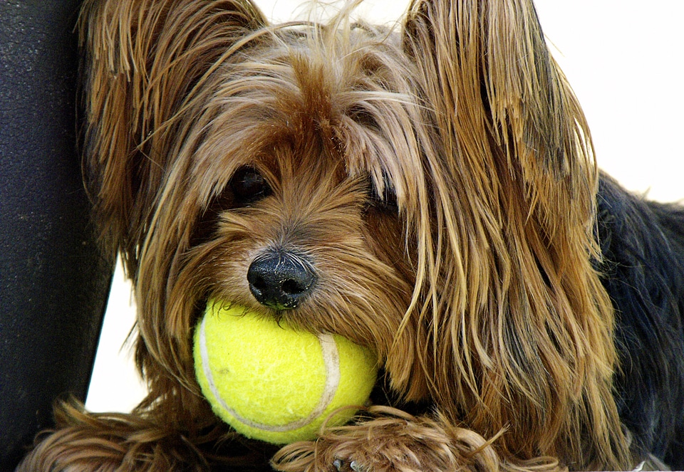 Dog yorkshire terrier tennis ball