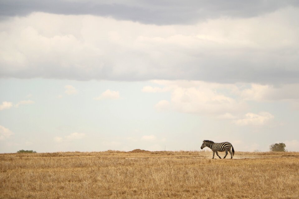 Africa nature animal