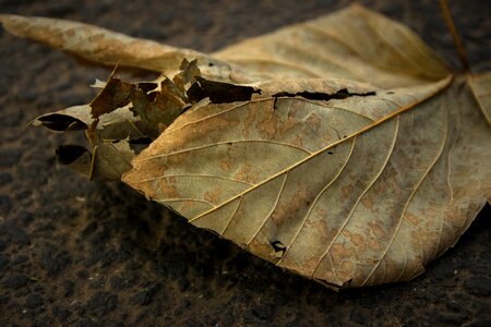 Brushwood withered
