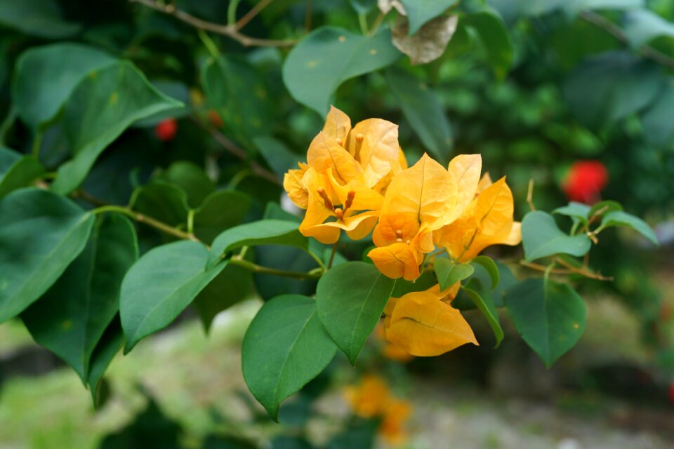 Trees flower-like spring leaves flora