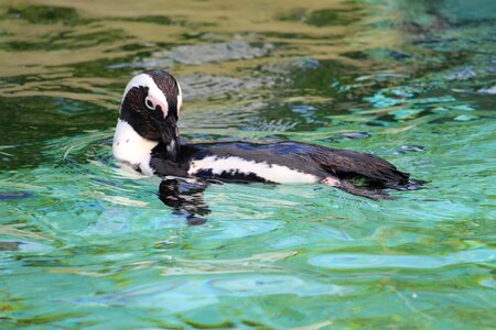 Water zoo animal