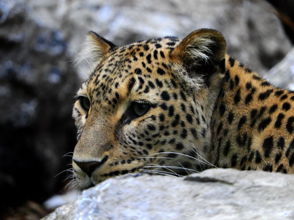 Mammal big cat noble