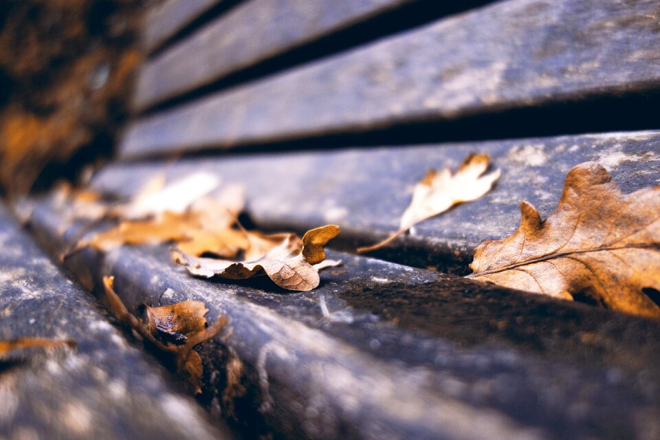Fall leaves autumn macro