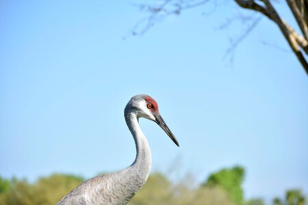 Nature animal wild