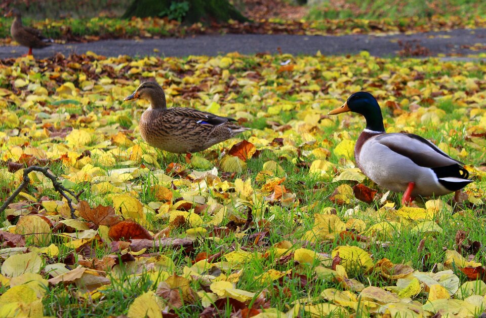 She and he mallard duck park