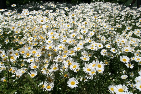 Arboretum flowers garden photo