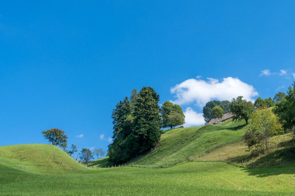 Blue sky grass