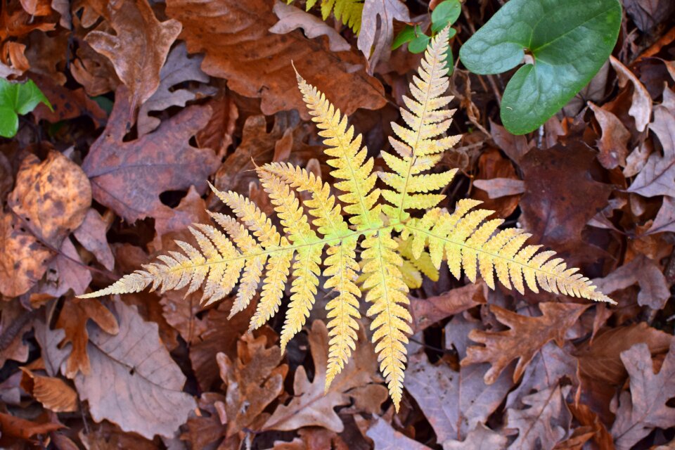 Plant foliage autumn