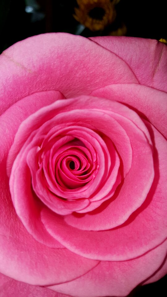Pink pink rose