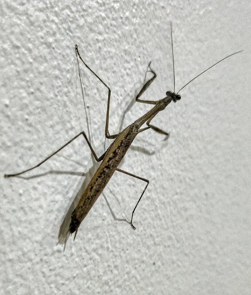 Tropical thailand