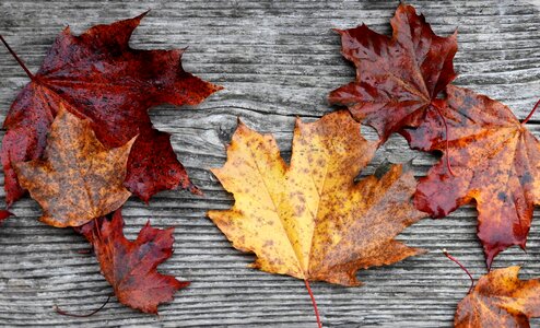 Fall leaves autumn seasonal photo