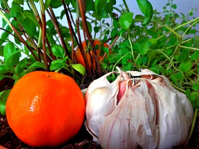 Flower pot mandarin garlic