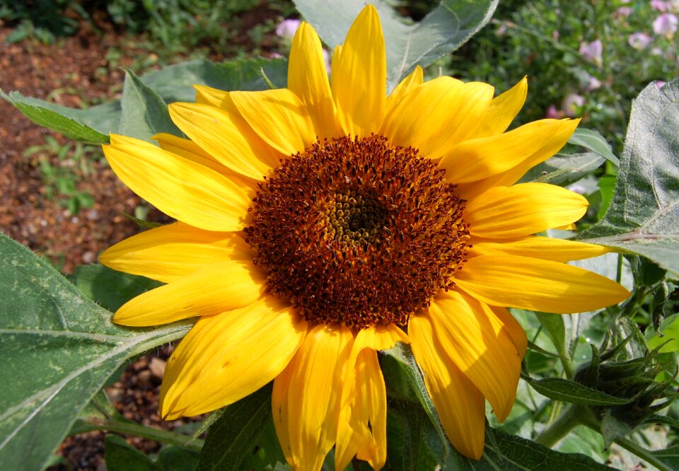Sunflower flowers grass
